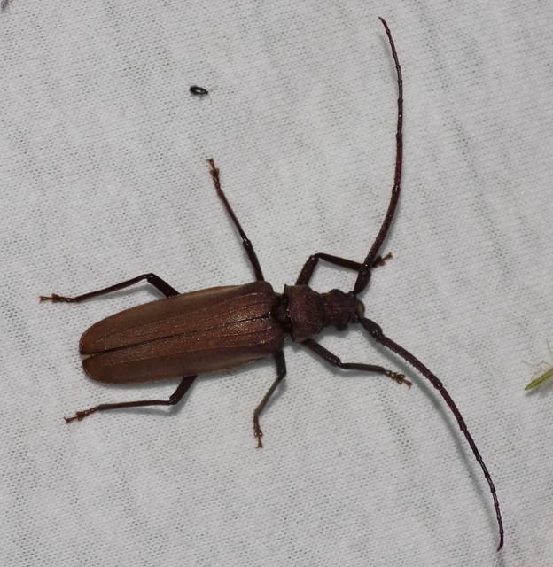 Aegosoma scabricorne - diófacincér