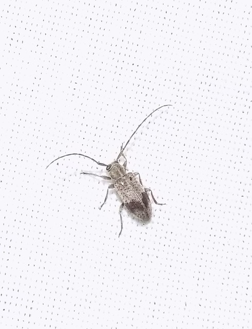 Exocentrus punctipennis - szilfa-rőzsecincér