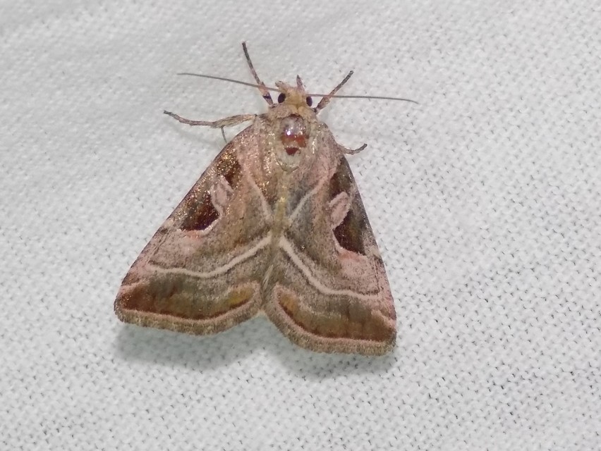 Eucarta virgo - mocsári ametisztbagoly