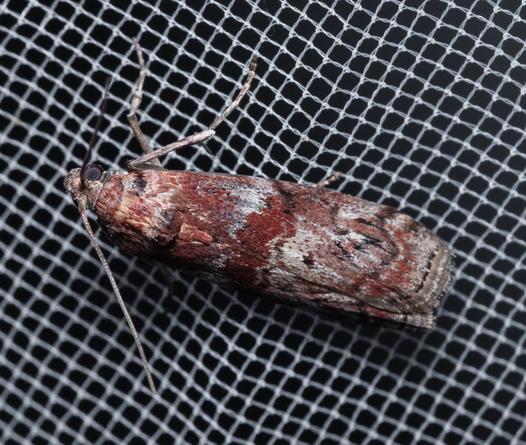 Phycitinae