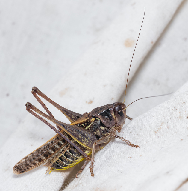 Decticus verrucivorus - szemölcsevő szöcske