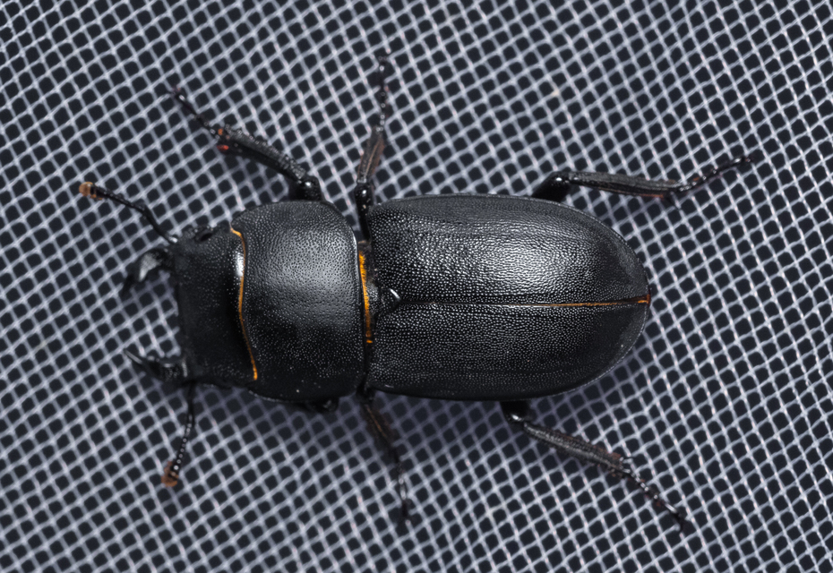 Dorcus parallelipipedus - kis szarvasbogár