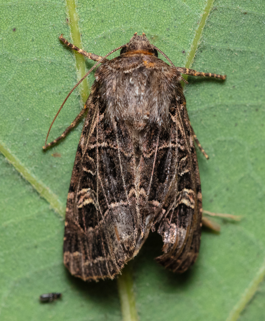 Heliophobus reticulata - fehéreres kertibagoly