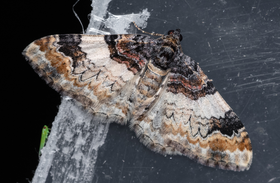 Catarhoe cuculata - csuklyás tarkaaraszoló