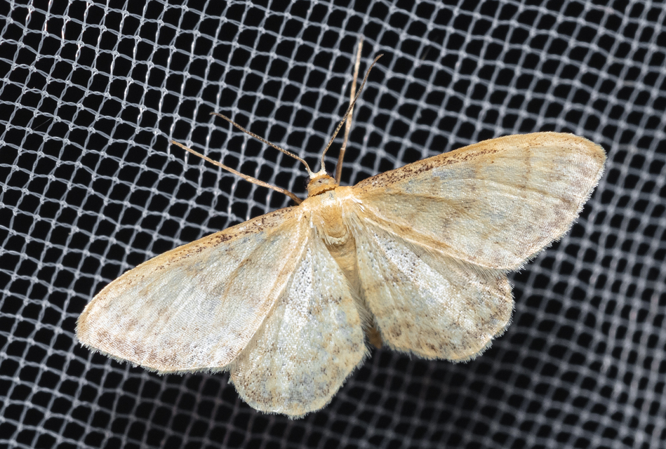 Idaea fuscovenosa - szürkeszélű apróaraszoló