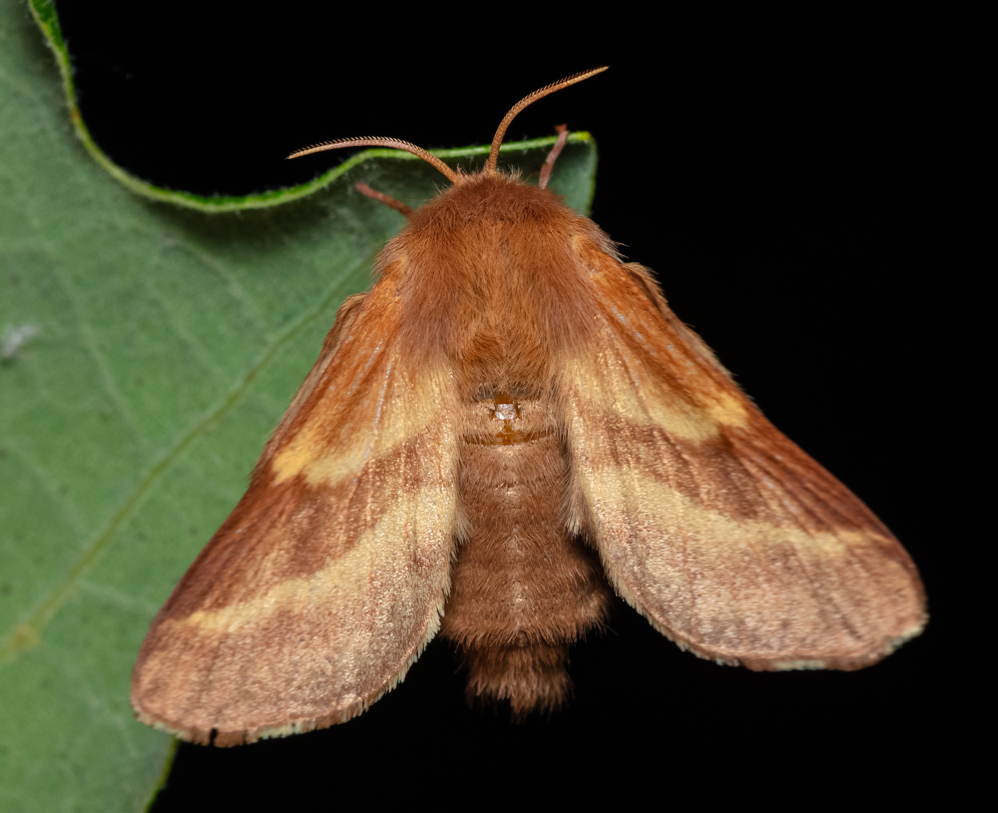 Malacosoma castrensis - kutyatejszövő