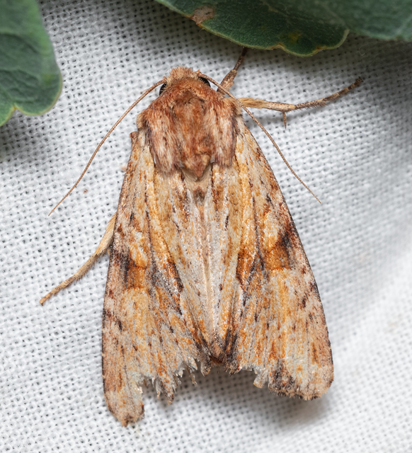 Apamea sublustris - sárgás dudvabagoly