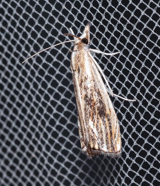 Catoptria verellus - kormos fűgyökérmoly
