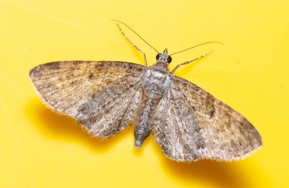 Eupithecia orphnata - kockásrojtú törpearaszoló