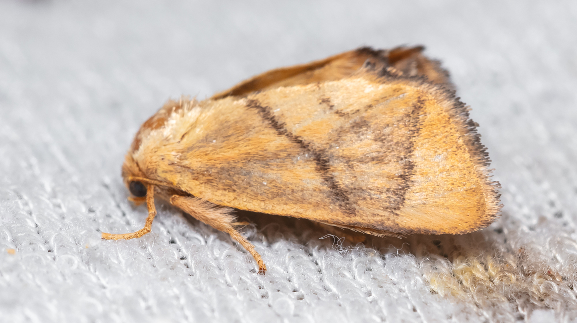 Apoda limacodes - kagylólepke