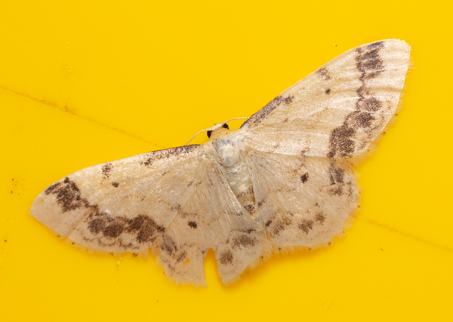 Idaea trigeminata - csúcsfoltos apróaraszoló