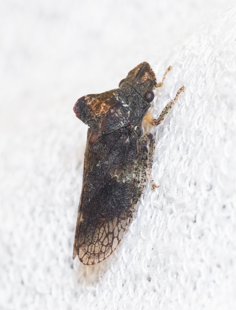 Ledra aurita - füleskabóca