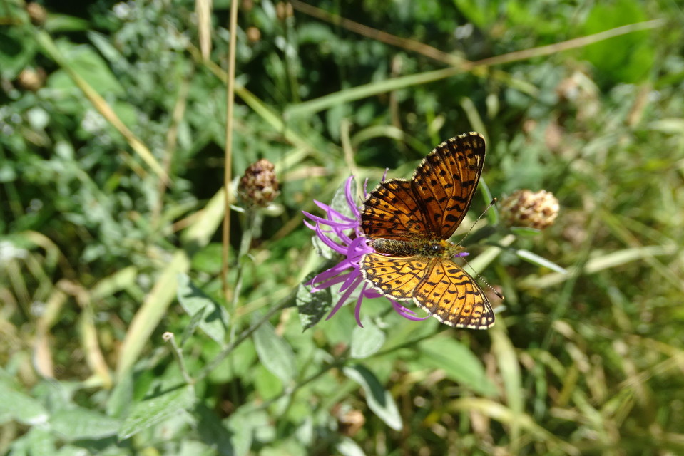 Boloria selene - fakó gyöngyházlepke