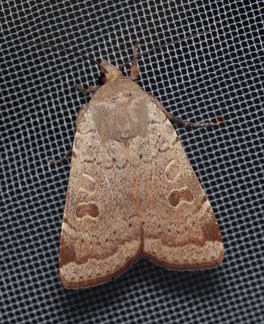 Noctua comes - kis sárgafűbagoly