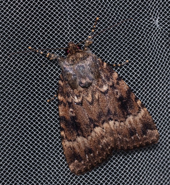 Amphipyra berbera/pyramidea
