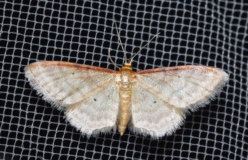 Idaea humiliata - vörösszélű apróaraszoló