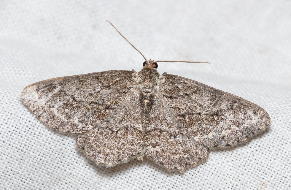 Ectropis crepuscularia - avararaszoló