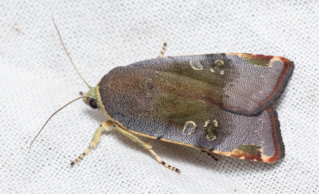 Noctua janthe/janthina