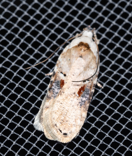 Agonopterix alstromeriana - bürök-laposmoly