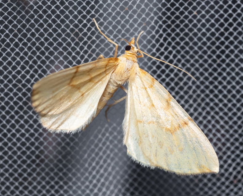 Eulithis pyraliata - sárga galajaraszoló