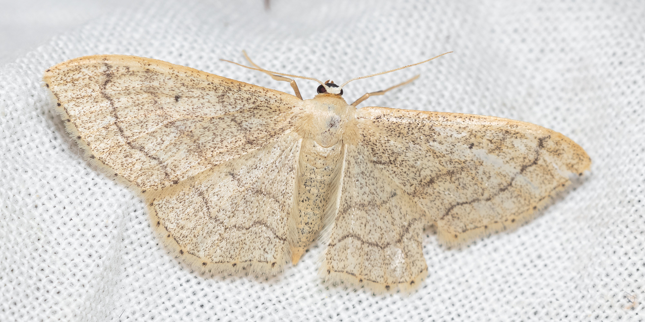 Idaea aversata - nagy sávosaraszoló