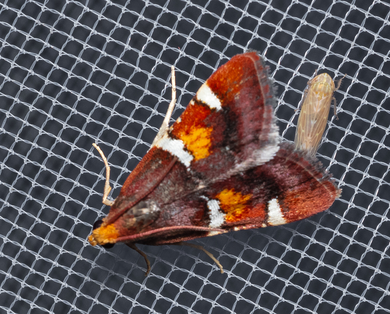 Pyralis regalis - pompás fényilonca
