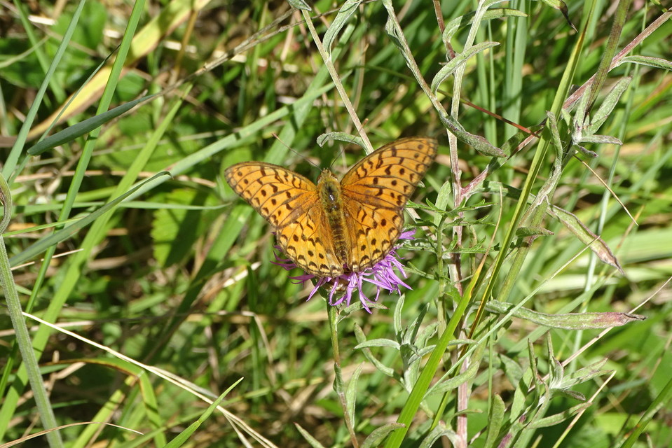 Argynnis adippe - ezüstös gyöngyházlepke