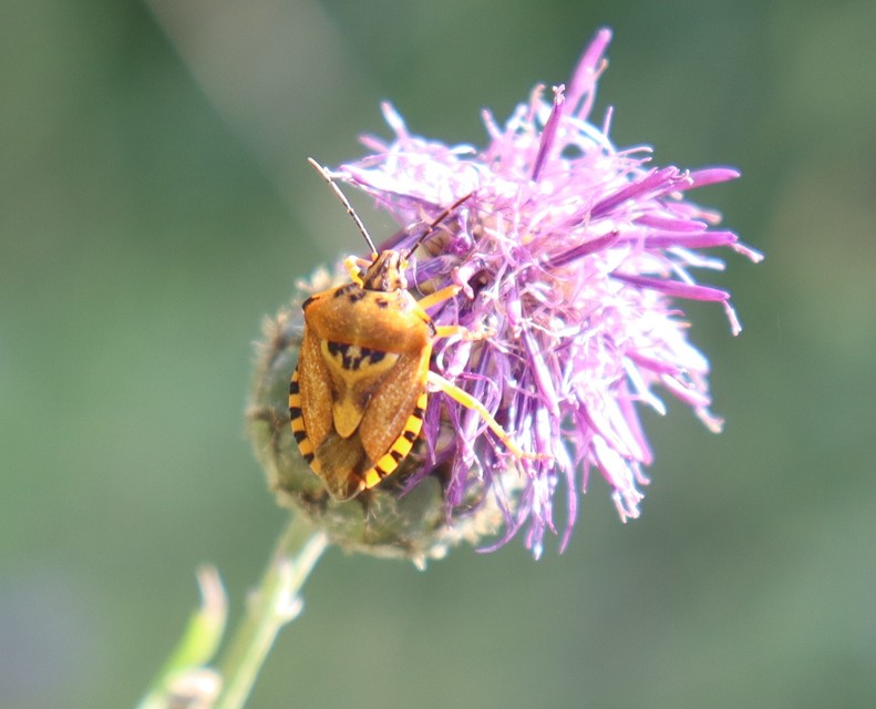 Carpocoris