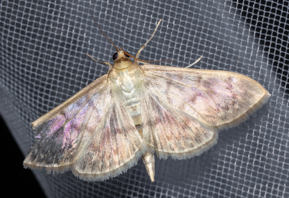 Patania ruralis - csalánevő tűzmoly