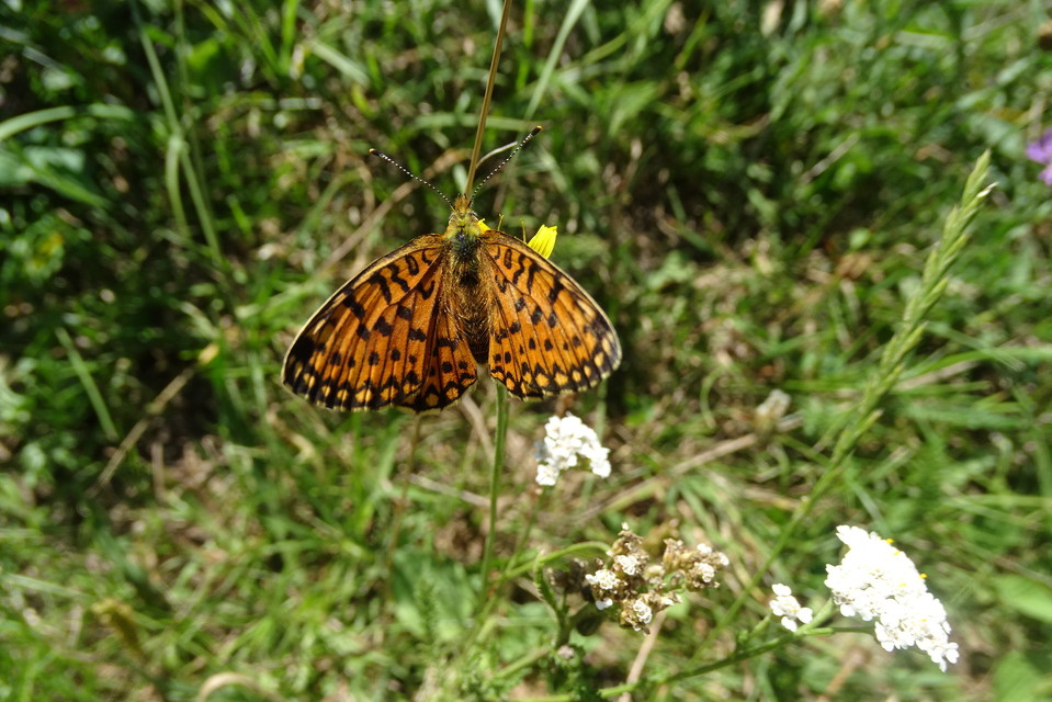 Boloria selene - fakó gyöngyházlepke