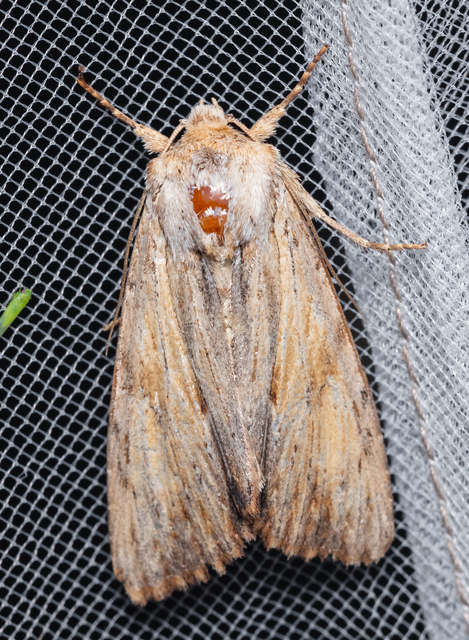 Apamea lithoxylaea - fakó dudvabagoly