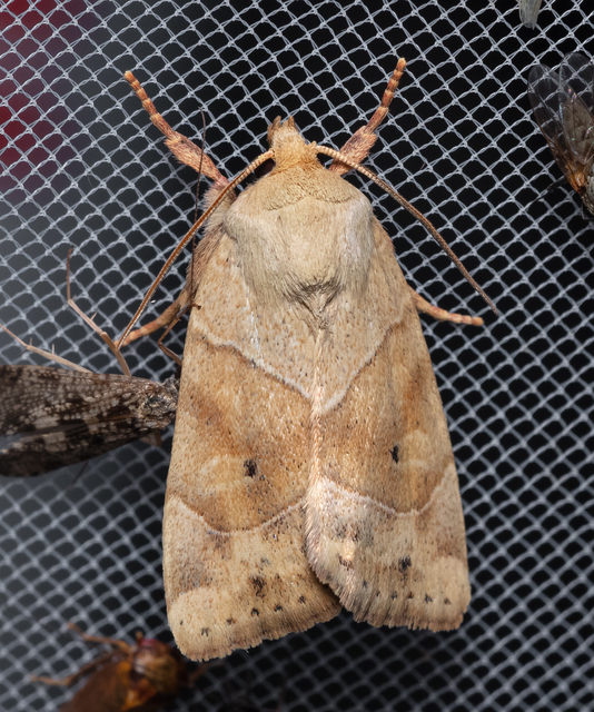 Cosmia trapezina - közönséges lombbagoly