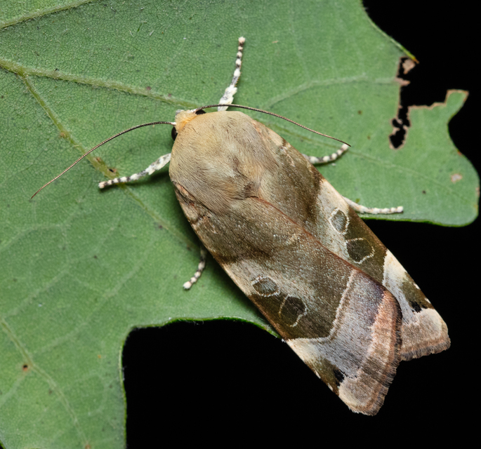 Noctua fimbriata - szélessávú sárgafűbagoly