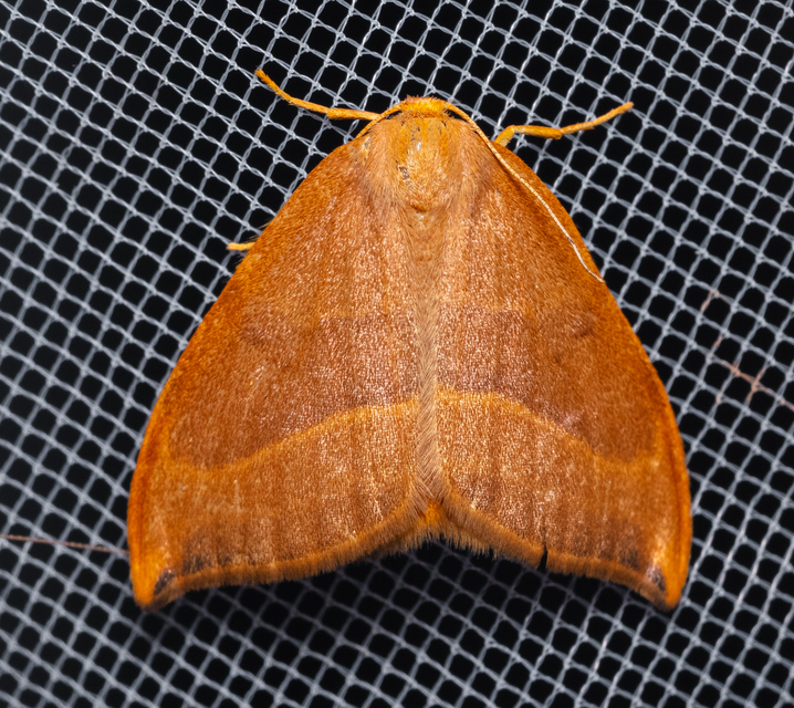 Watsonalla cultraria - bükkfa-sarlósszövő