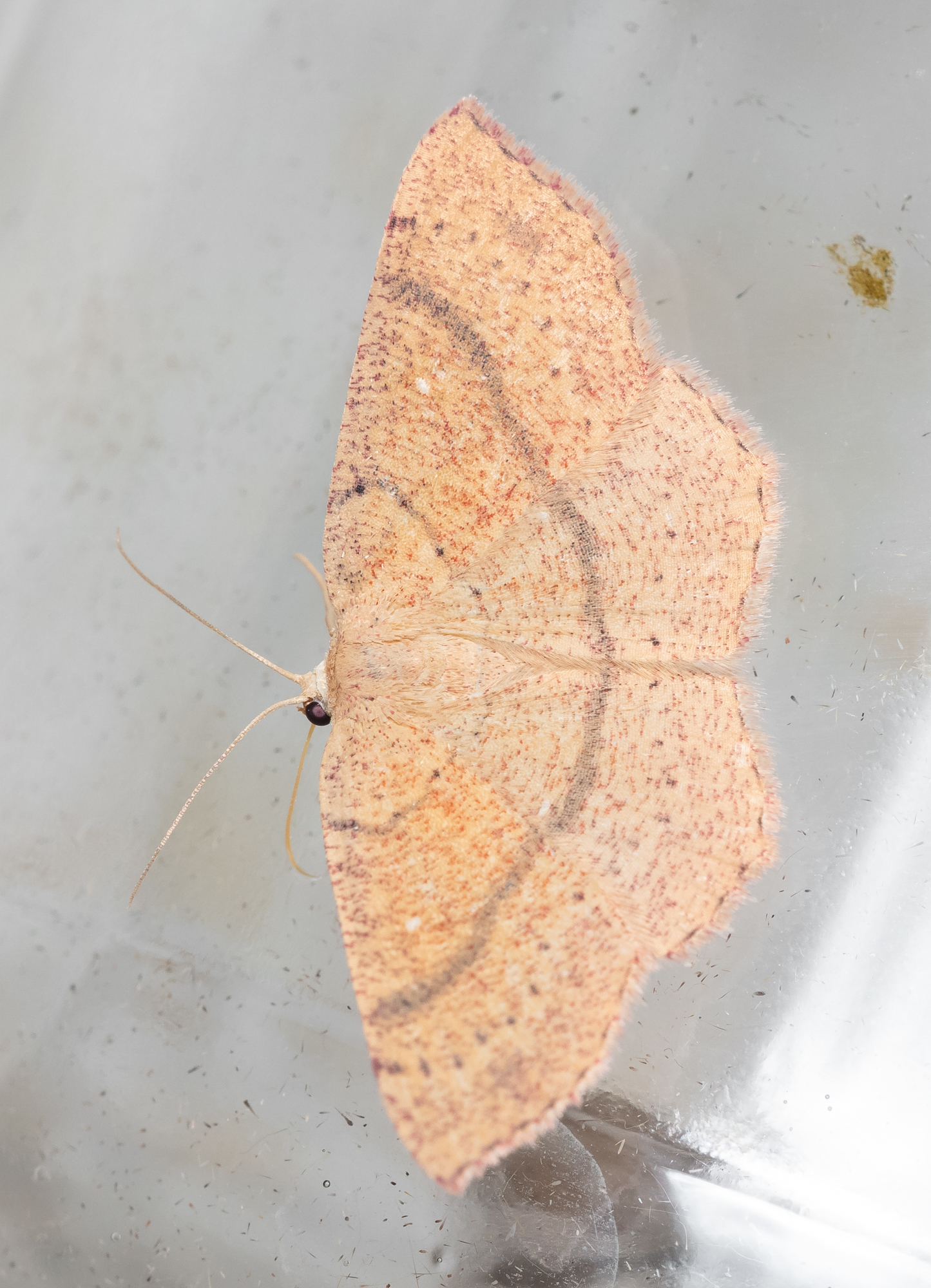Cyclophora ruficiliaria - vörösrojtú pettyesaraszoló