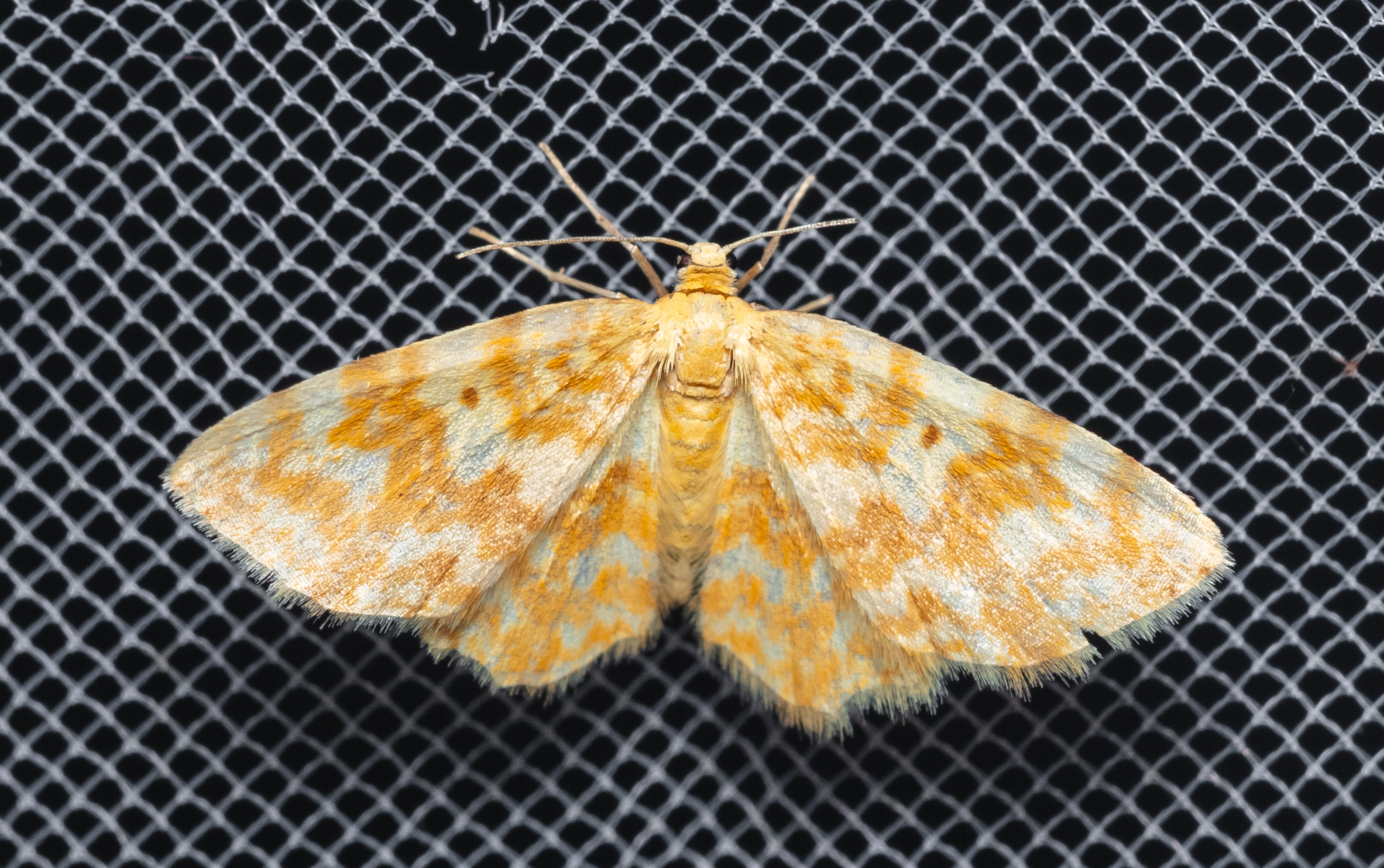 Hydrelia flammeolaria - narancssárga araszoló