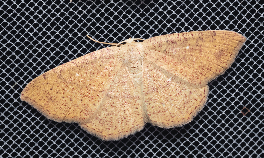 Cyclophora ruficiliaria - vörösrojtú pettyesaraszoló