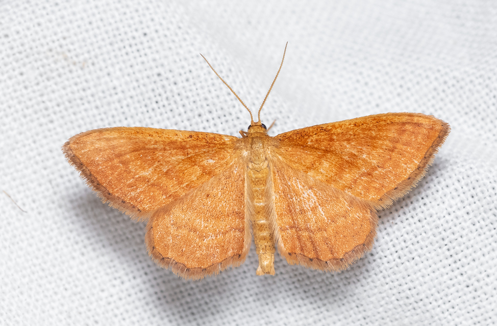 Idaea ochrata - okkerszínű sávosaraszoló