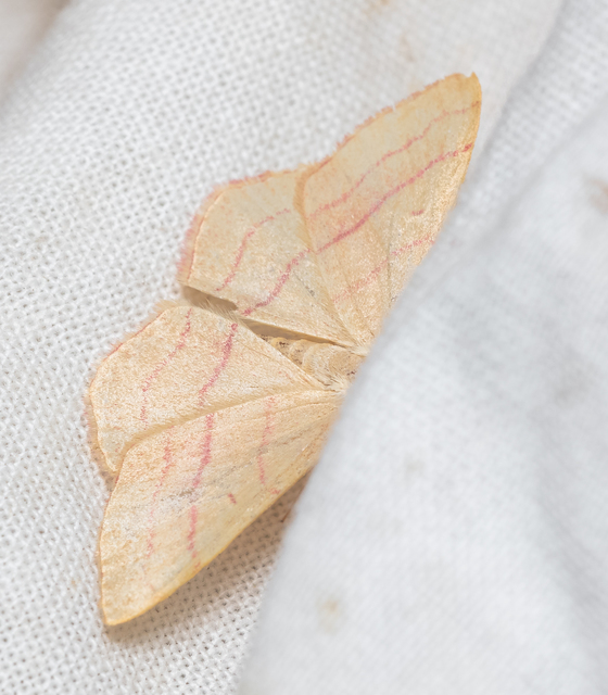 Rhodostrophia vibicaria - pirosszélű araszoló