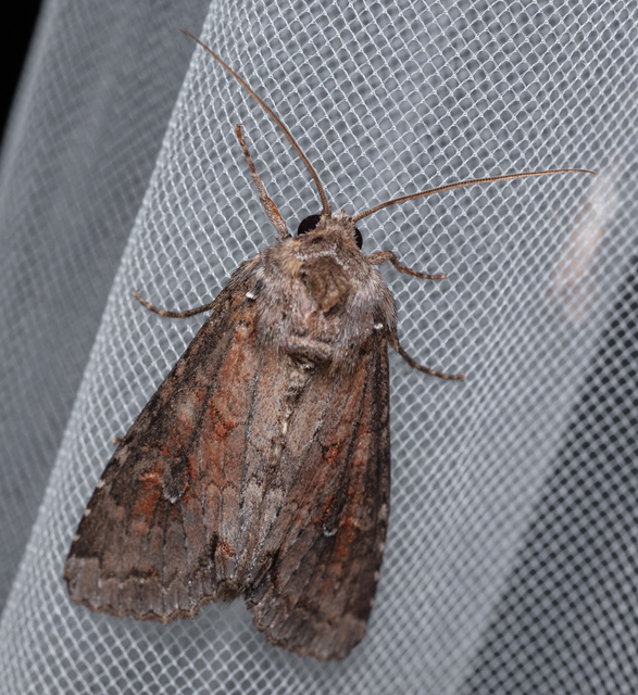 Polia bombycina - palaszürke bagoly