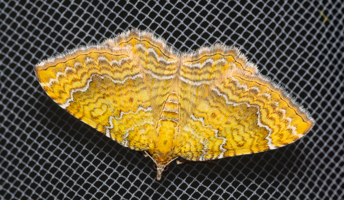 Camptogramma bilineata - kétvonalas sávosaraszoló