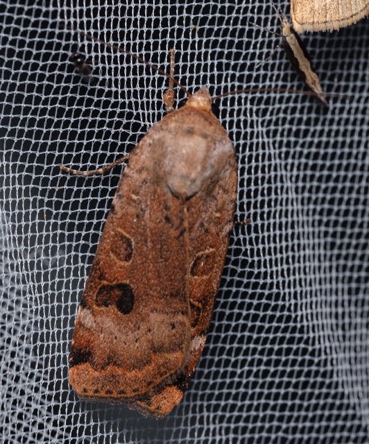 Noctua interposita - köztes sárgafűbagoly