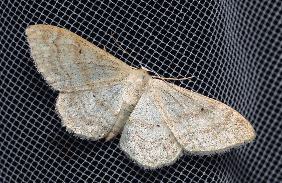 Idaea deversaria - egyszínű sávosaraszoló