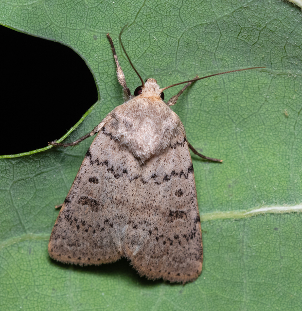 Hoplodrina respersa - bogáncs-selymesbagoly