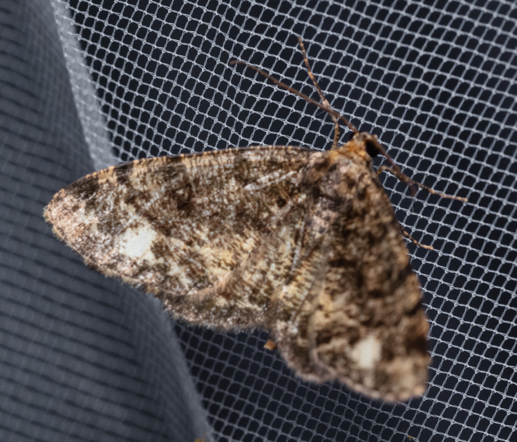 Parectropis similaria - barna zuzmóaraszoló