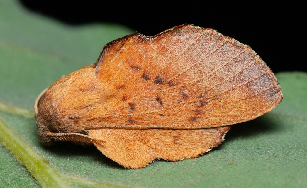 Phyllodesma tremulifolia - nyárlevélpohók
