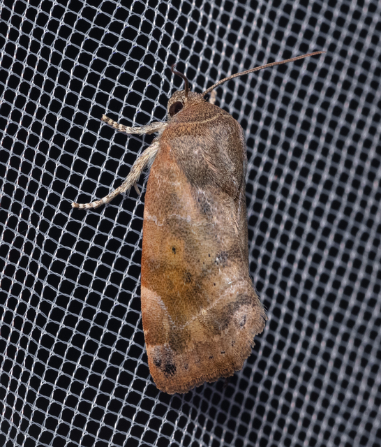 Cosmia affinis - barna lombbagoly