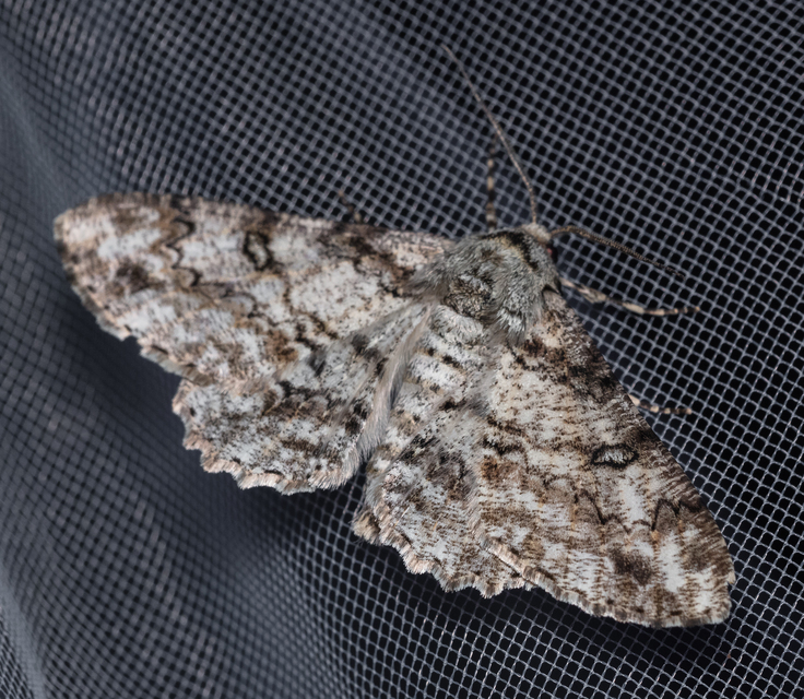 Ascotis selenaria - holdas faaraszoló