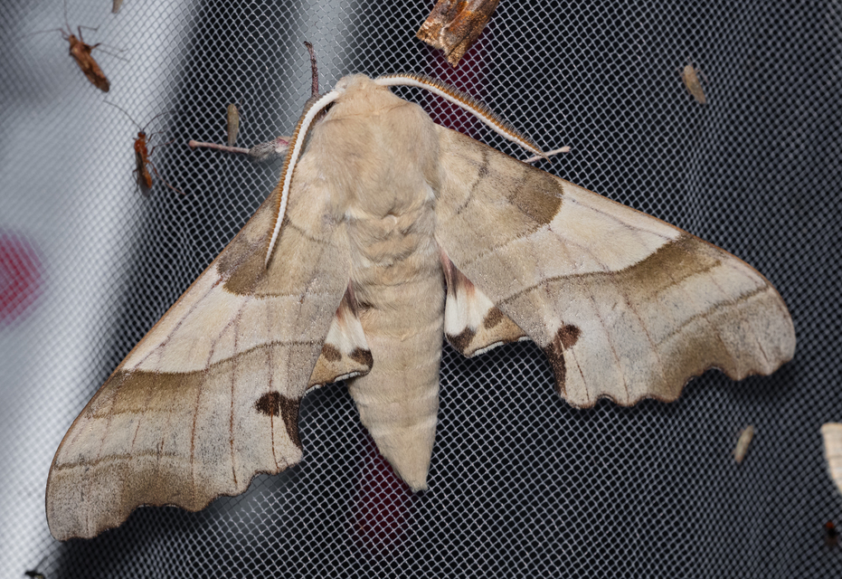 Marumba quercus - tölgyfaszender