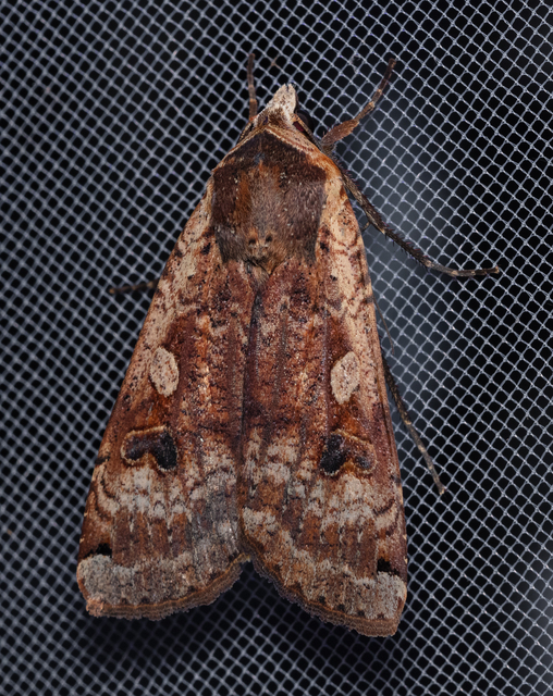 Noctua pronuba - nagy sárgafűbagoly